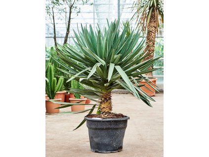 Yucca gloriosa Lone Star, průměr 48 cm  Juka