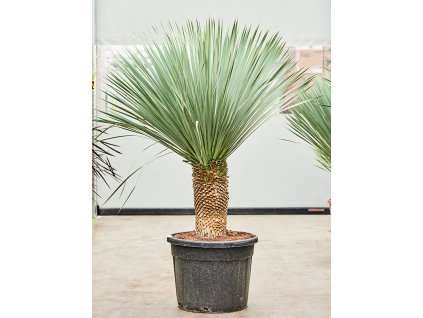 Yucca rostrata, průměr 55 cm  Juka
