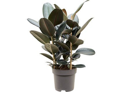 83403 ficus elastica abidjan prumer 27 cm