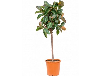 Ficus elastica Robusta, průměr 33 cm  Fíkovník pryžodárný, Fíkovník, Gumovník