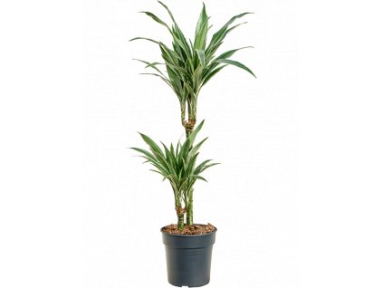 Dracaena deremensis Warneckei, průměr 19 cm  Dracéna deremská, Dračinec