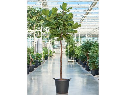 Ficus lyrata, průměr 45 cm  Fíkovník lyrovitý