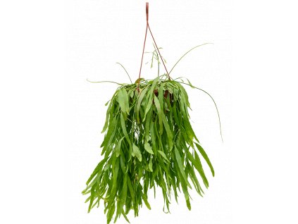 Rhipsalis ramulosa Red Coral - závěs, průměr 25 cm  Rhipsalis, věšák