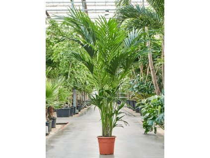 Howea forsteriana (Kentia), průměr 37 cm  Kencie, rajská palma