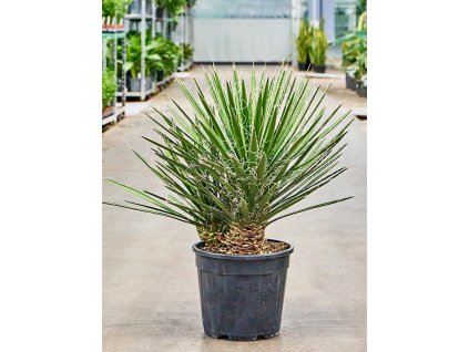 Yucca filifera, průměr 30 cm  Juka