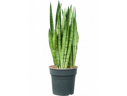 Sansevieria trifasciata Silver Mist, průměr 27 cm  Sanseveria, Tchýnin jazyk, Tenura