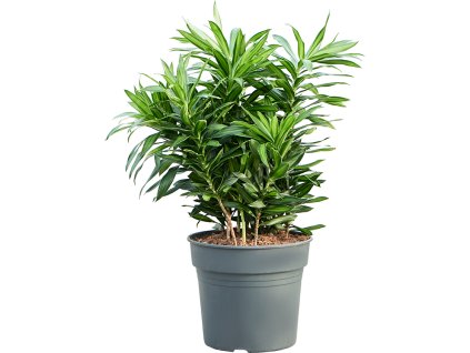 Dracaena (Pleomele) reflexa Song of Jamaica, průměr 34 cm  Dracéna, Dračinec