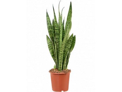 Sansevieria zeylanica, průměr 17 cm  Sanseveria, Tchýnin jazyk, Tenura