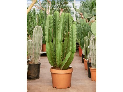 Euphorbia ingens, průměr 35 cm  Pryšec