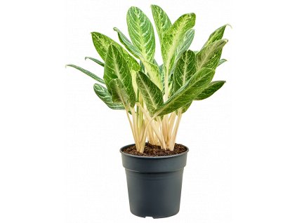 Aglaonema Key Lime, průměr 24 cm  Aglaonema, Spící panna