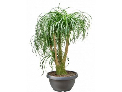 Beaucarnea recurvata, průměr 55 cm  Nolina, Sloní noha, Bokarnea