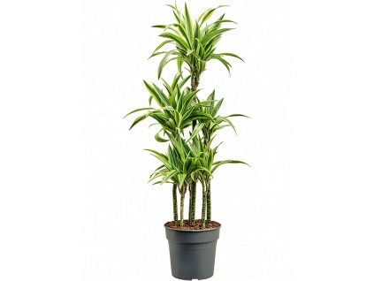 Dracaena fragrans Lemon Lime, průměr 30 cm  Dracéna vonná, dračinec