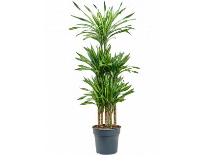 Dracaena fragrans Riki, průměr 30 cm  Dracéna vonná, dračinec