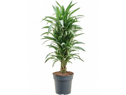 Dracaena fragrans Ulises, průměr 27 cm  Dracéna vonná, dračinec