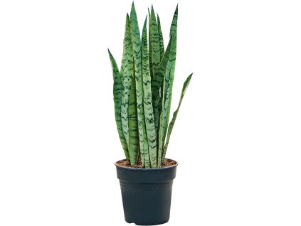 83502 sansevieria trifasciata silver mist prumer 21 cm