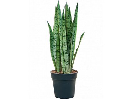 Sansevieria trifasciata Silver Mist, průměr 21 cm  Sanseveria, Tchýnin jazyk, Tenura