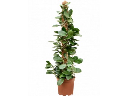 Hoya australis s kokosovou vzpěrou, průměr 17 cm  Hoja, Voskovka