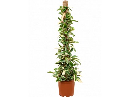 Hoya carnosa Krimson Queen s kokosovou vzpěrou, průměr 20 cm  Hoja, Voskovka