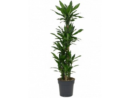 Dracaena fragrans Burundii, průměr 27 cm  Dracéna vonná, dračinec