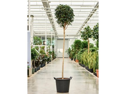 Ficus benjamina Danielle, průměr 45 cm  Fíkovník drobnolistý