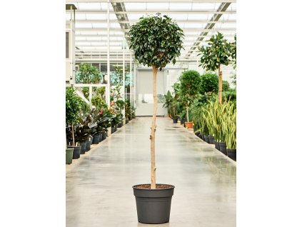 83532 ficus benjamina danielle prumer 38 cm