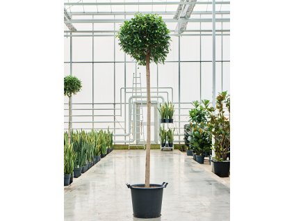 Ficus microcarpa Nitida, průměr 45 cm  Fíkovník