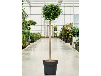 Ficus microcarpa Nitida, průměr 38 cm  Fíkovník