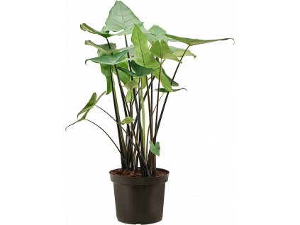 Alocasia black zebrina, průměr 30 cm  Alokásie,  Alokázie