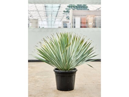 Yucca rostrata, průměr 40 cm  Juka