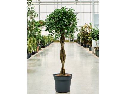 Ficus microcarpa Nitida, průměr 34 cm  Fíkovník