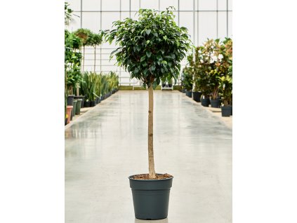 Ficus benjamina Danielle, průměr 30 cm  Fíkovník drobnolistý