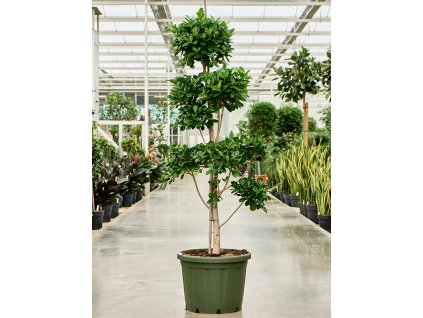 Ficus microcarpa Moclame, průměr 49 cm  Fíkovník drobnolistý