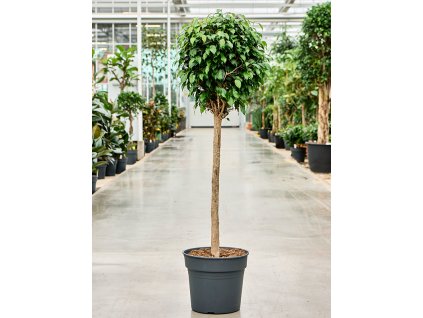 Ficus benjamina Danielle, průměr 34 cm  Fíkovník drobnolistý
