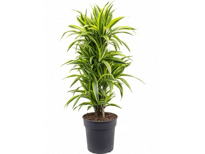 Dracaena fragrans Lemon Lime, průměr 27 cm  Dracéna vonná, dračinec