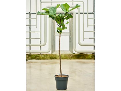 Ficus lyrata, průměr 30 cm  Fíkovník lyrovitý