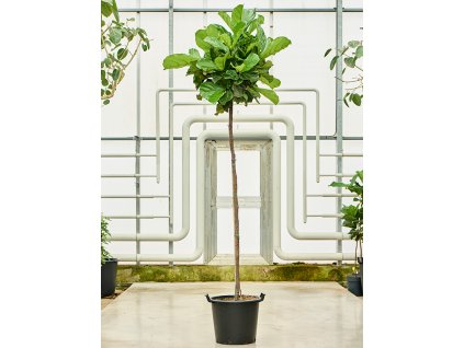 Ficus lyrata, průměr 45 cm  Fíkovník lyrovitý