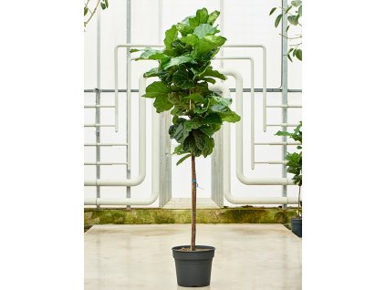 Ficus lyrata, průměr 38 cm  Fíkovník lyrovitý