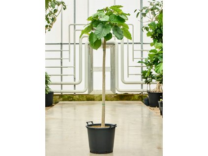 Ficus umbellata, průměr 45 cm  Srdčitý fikus