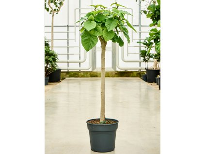 Ficus umbellata, průměr 34 cm  Srdčitý fikus