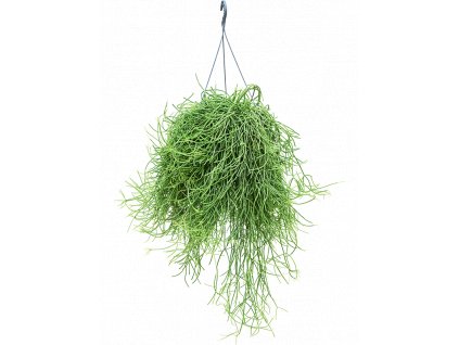 Rhipsalis heteroclada - závěs, průměr 27 cm  Rhipsalis, věšák