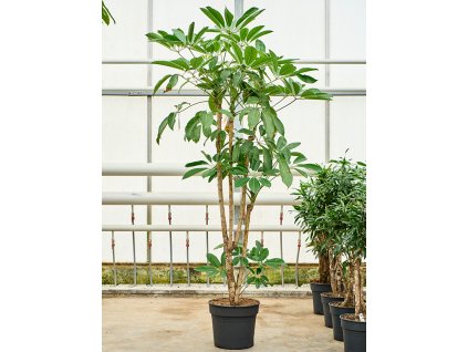 Schefflera actinophylla Amate, průměr 38 cm  Šeflera