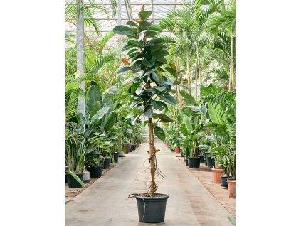 Ficus elastica Robusta, průměr 45 cm  Fíkovník pryžodárný, Fíkovník, Gumovník