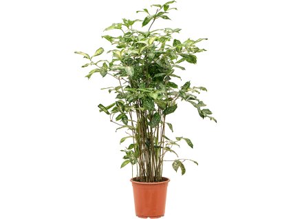 83649 dracaena godseffiana prumer 24 cm