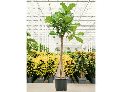 Ficus lyrata, průměr 37 cm  Fíkovník lyrovitý