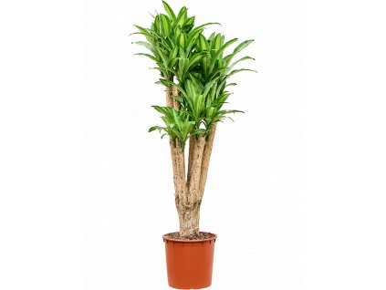 Dracaena massangeana, průměr 35 cm  Dracéna, Dračinec