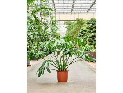 Philodendron Green Wonder, průměr 34 cm  Filodendron