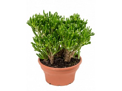 83693 crassula ovata hobbit prumer 25 cm