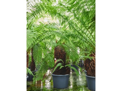 83705 dicksonia antarctica prumer 50 cm