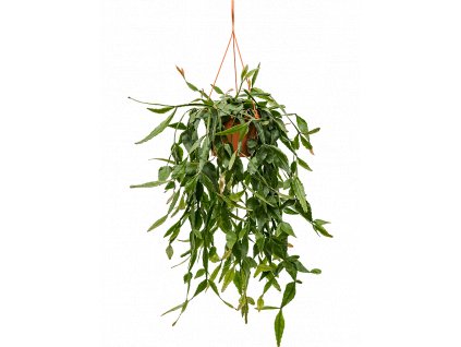 83714 rhipsalis elliptica zaves prumer 20 cm