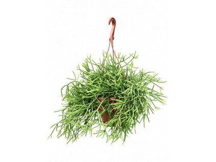 83726 rhipsalis heteroclada zaves prumer 17 cm